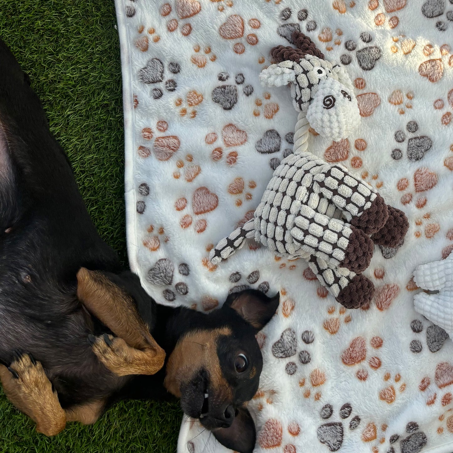 Giraffe · plush dog toy