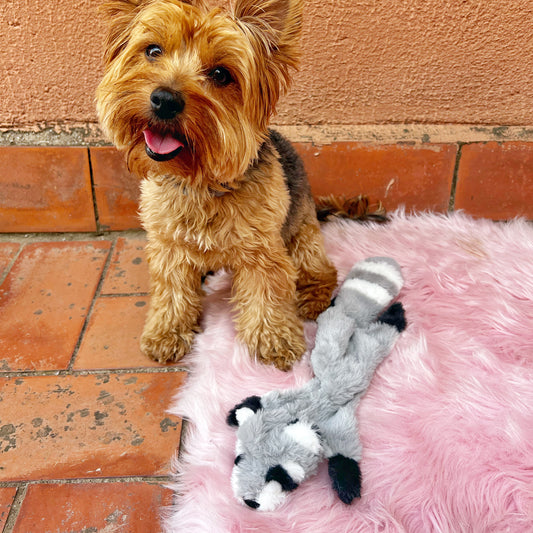 Mapache sin relleno · juguete de perro esponjoso