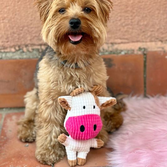 Jóvenes amigos · paquete de 5 juguetes para perros