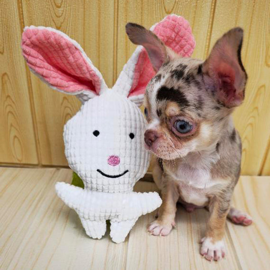 La alegría de dar: una guía completa para elegir el regalo perfecto para perros