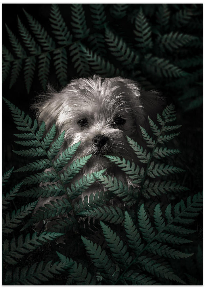 Cachorro entre los helechos  ·  cuadro de decoración