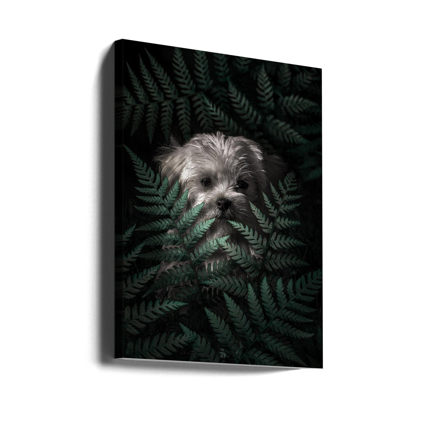 Cachorro entre los helechos  ·  cuadro de decoración