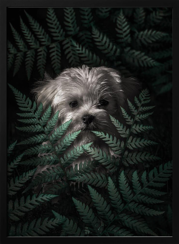 Cachorro entre los helechos  ·  cuadro de decoración