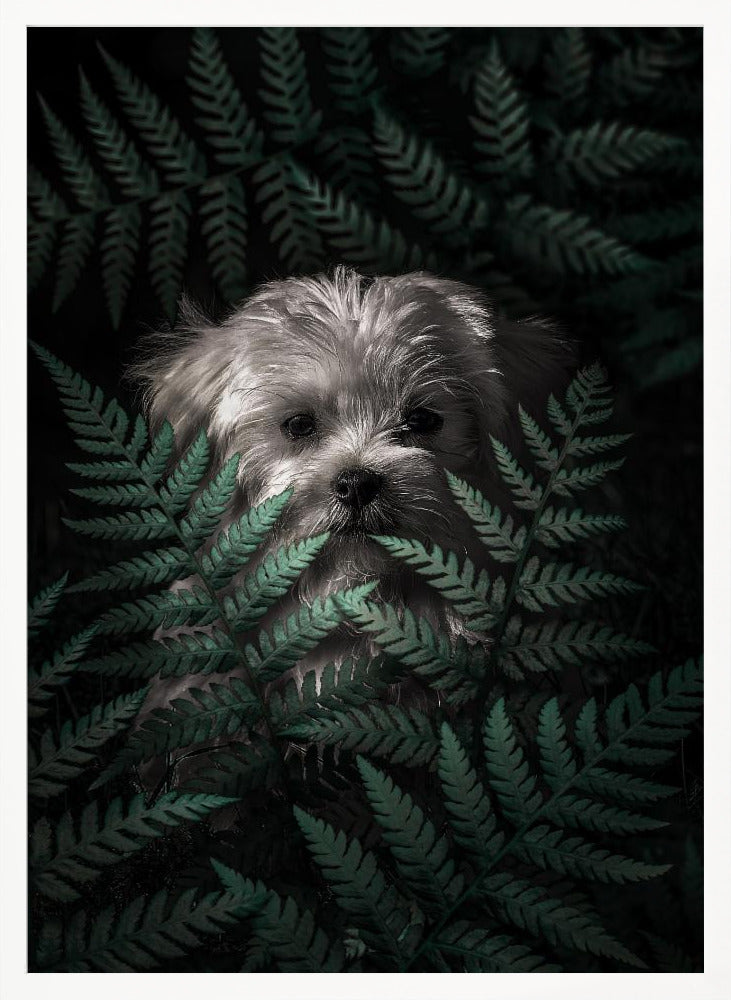 Cachorro entre los helechos  ·  cuadro de decoración