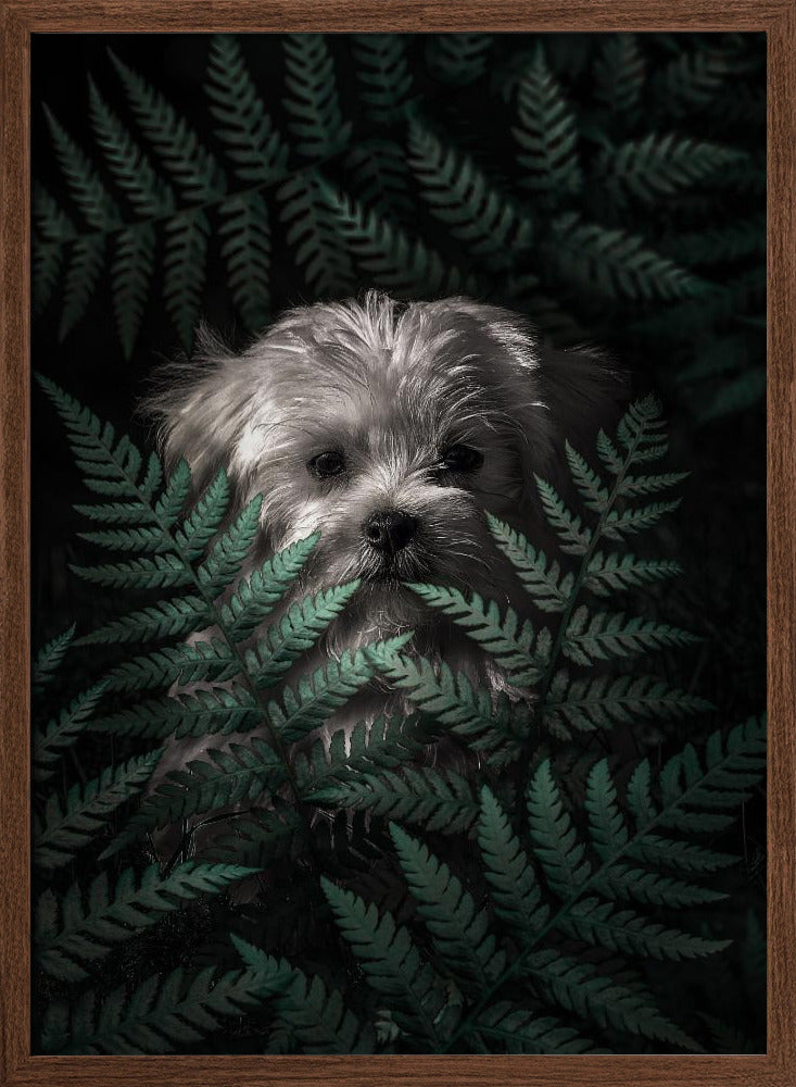 Cachorro entre los helechos  ·  cuadro de decoración