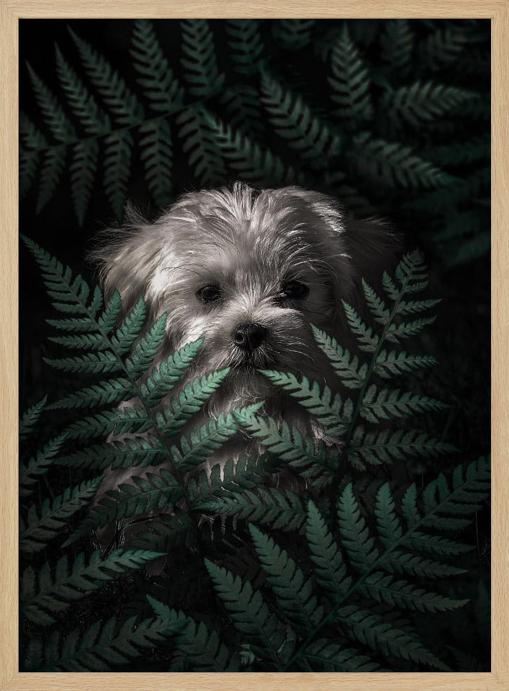 Cachorro entre los helechos  ·  cuadro de decoración