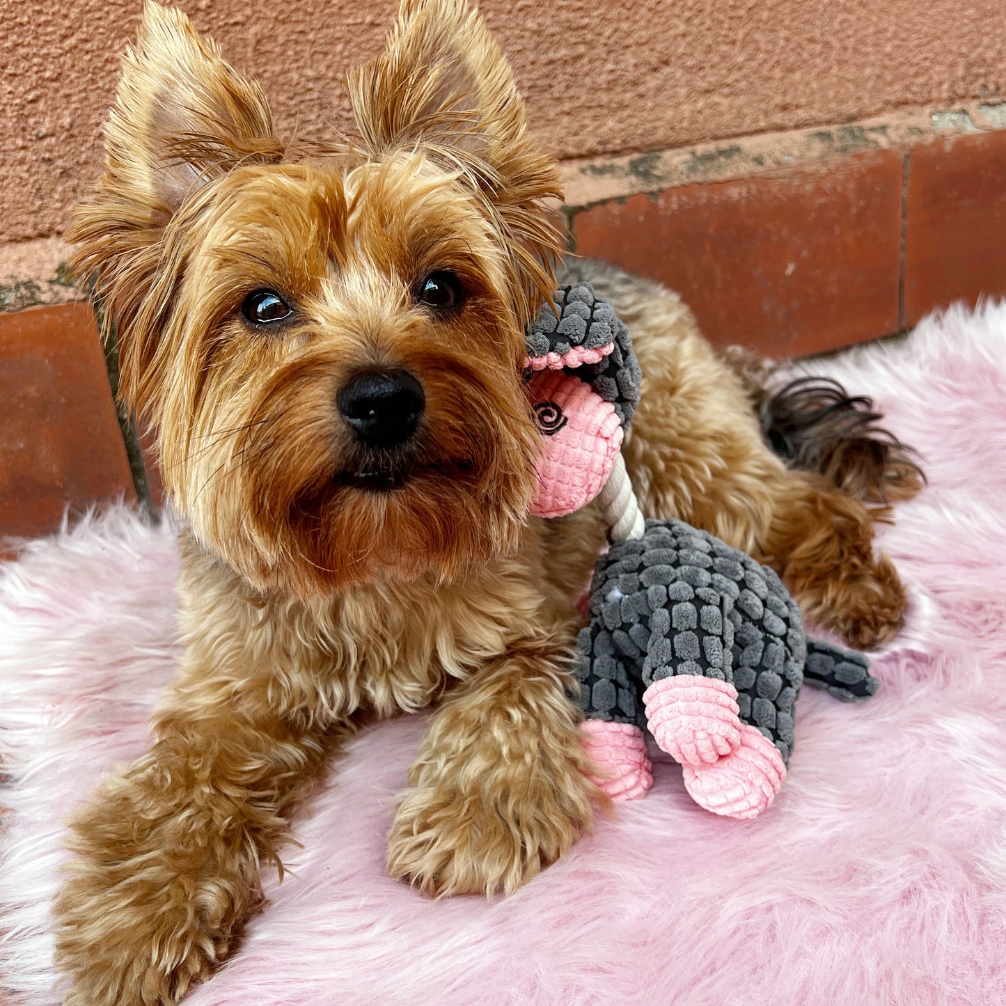 Amigos de criaturas · paquete de 13 juguetes para perros