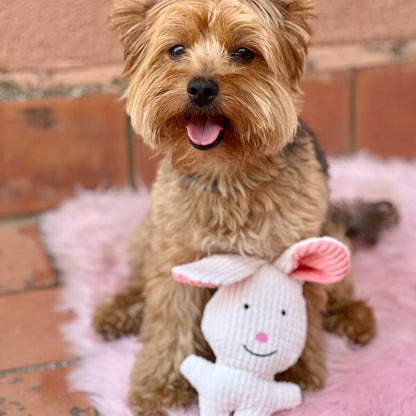 Jóvenes amigos · paquete de 5 juguetes para perros