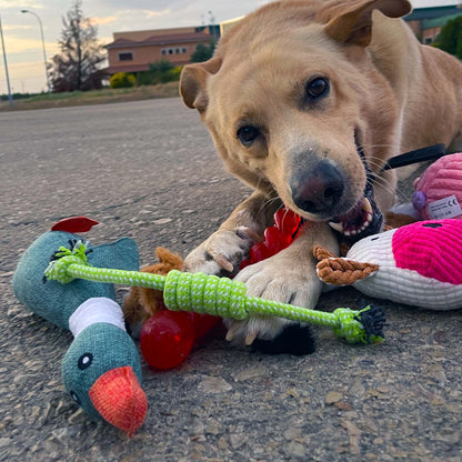 Pato azul · juguete de perro de peluche