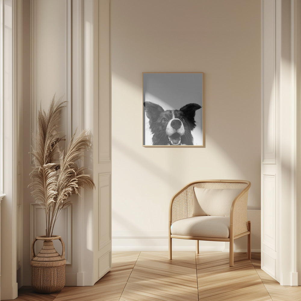 Mirada alegre de un perro  ·  cuadro de decoración