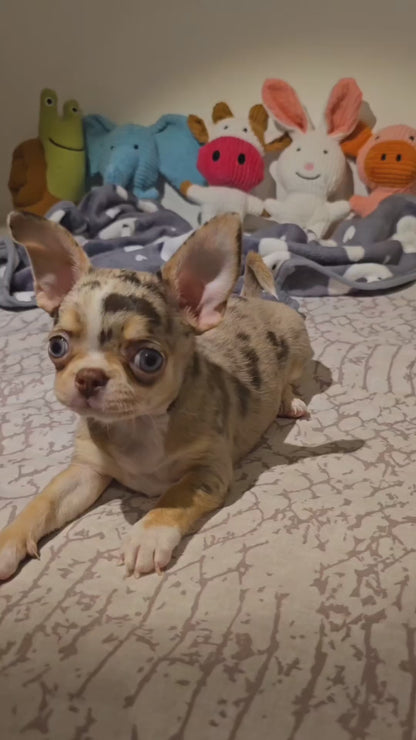 Vaquita · juguete de perro de peluche