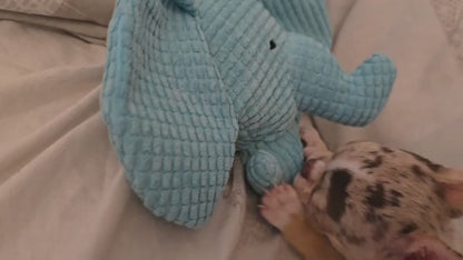 Elefante · juguete de perro de peluche